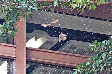 鳥死在屋頂|家裡出現死鳥 鳥死在院子裡是擋災